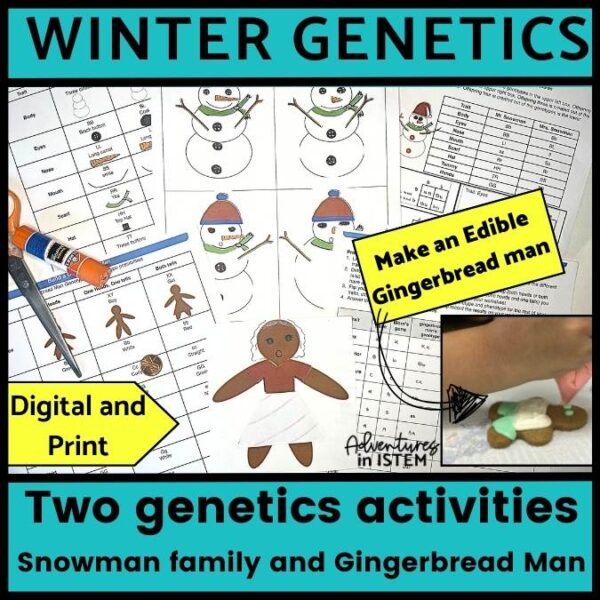 Holiday winter Genetics snowman family and make an edible gingerbread men two genetic activities in one